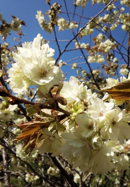 緑の桜「御衣黄」