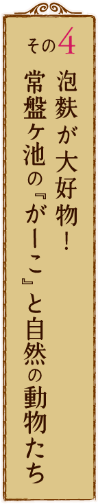 その4 泡麩が大好物!常盤ヶ池のがーこと自然の動物たち