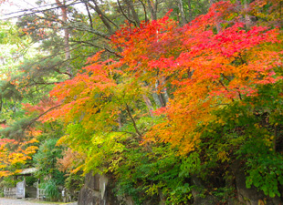 秋[autumn]